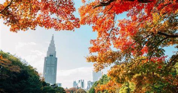 11月3日って何の日？由来・行事・調べ方を1枚で理解するガイド